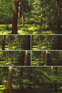 夏日翠绿树林实景拍摄