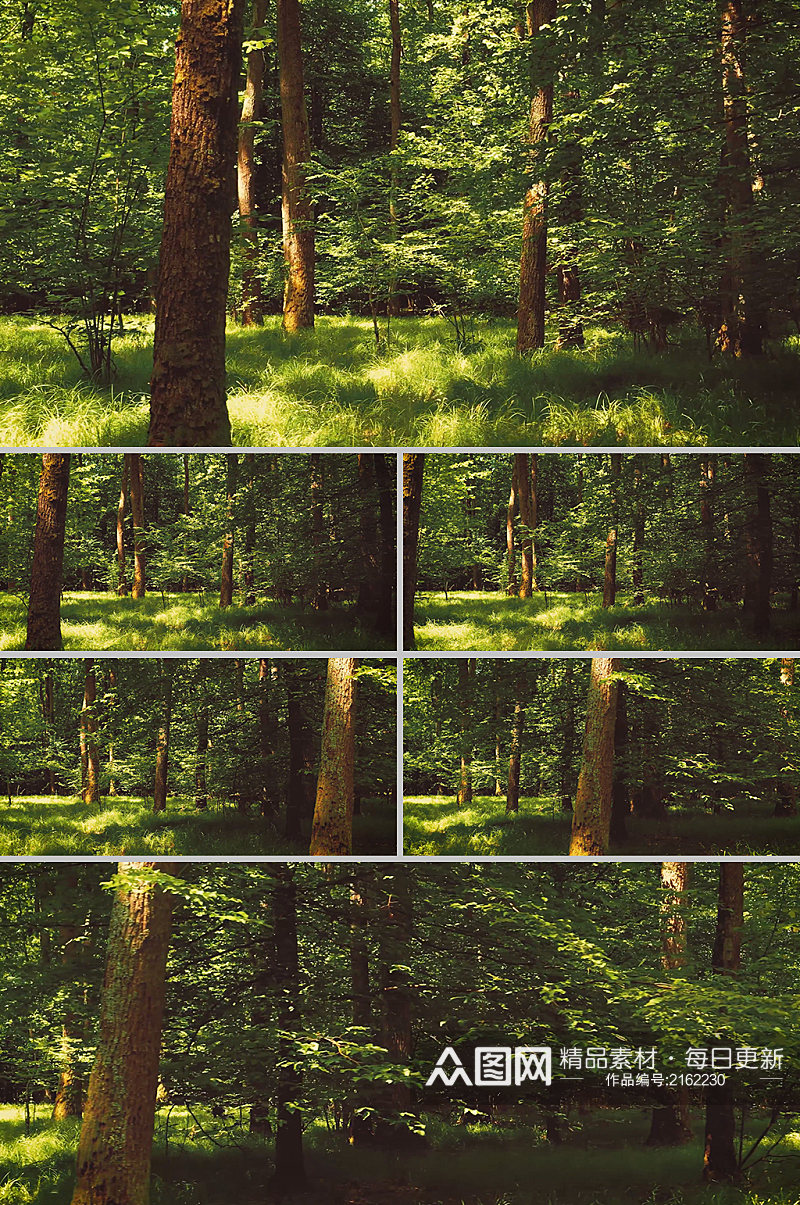 夏日翠绿树林实景拍摄素材