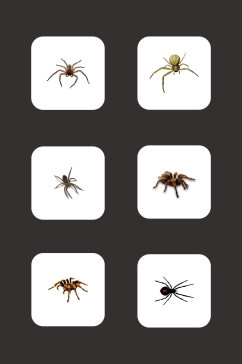 免扣素材蜘蛛动物元素
