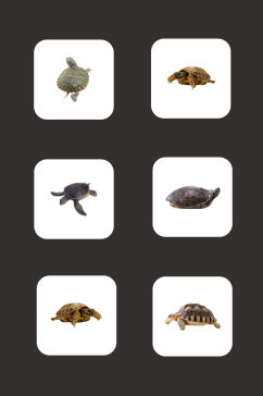 免扣素材海龟动物元素