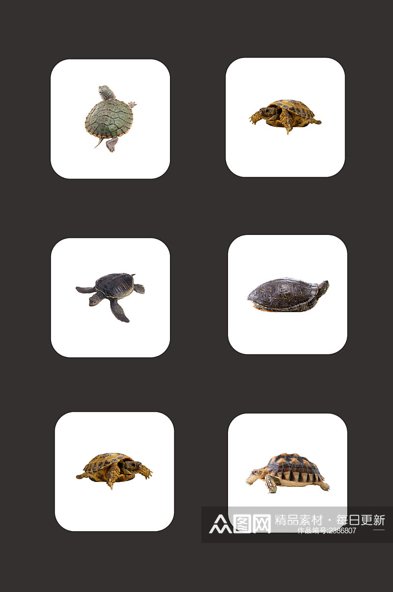 免扣素材海龟动物元素素材