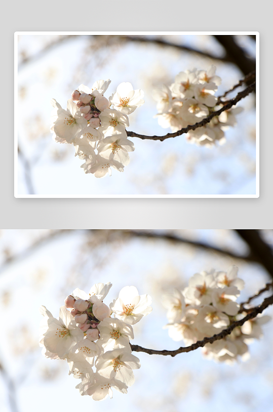 春天玉渊潭公园的白色樱花