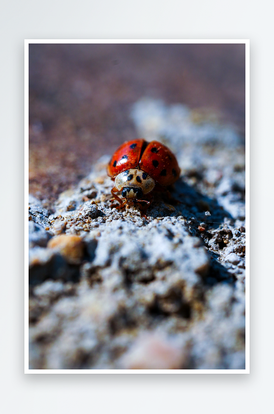 在岩石上的红色的瓢虫-众图网