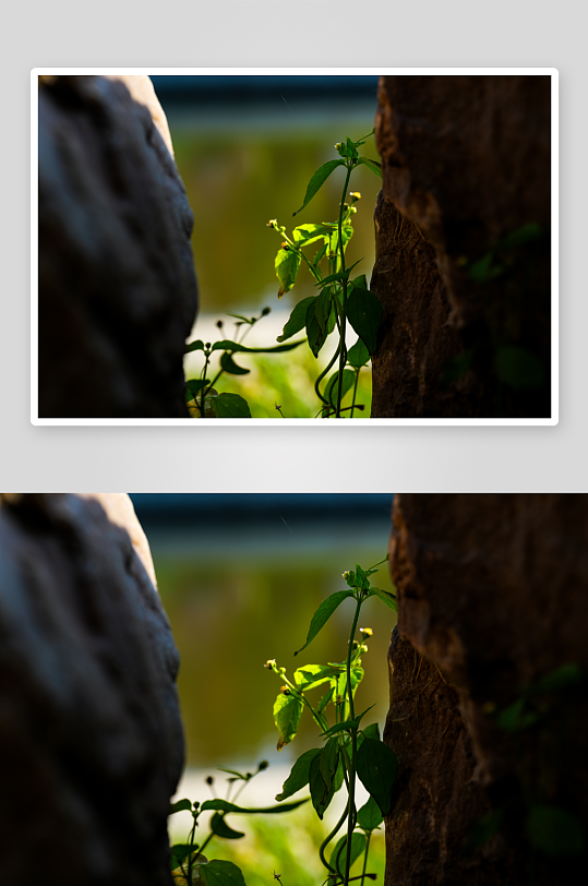 岩石间的小花朵们-众图网