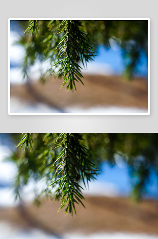 冬日里公园绿色松树叶子的小精致-众图网