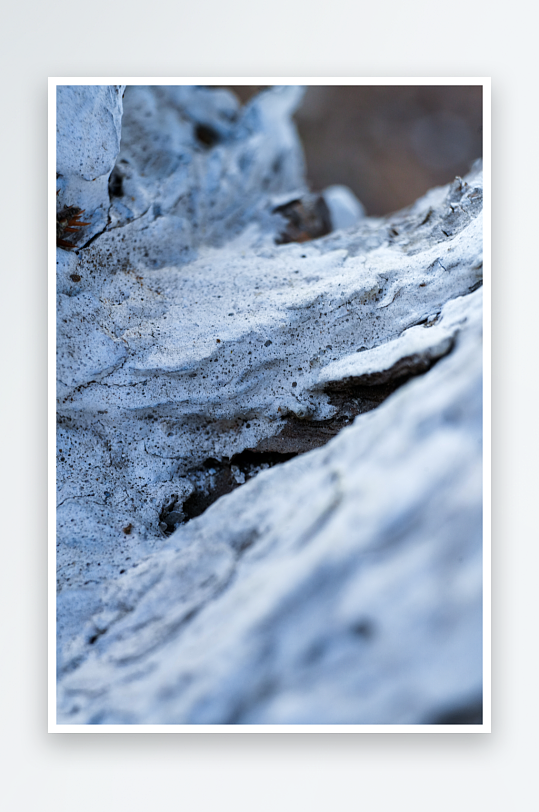 冬日里公园大树的白色树干-众图网