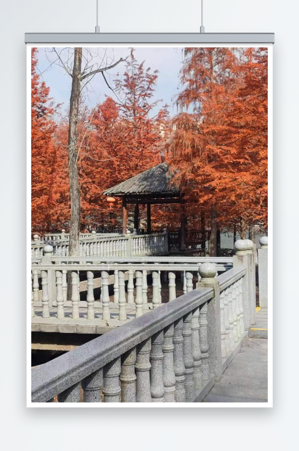 走缘桥赏金秋景色素材
