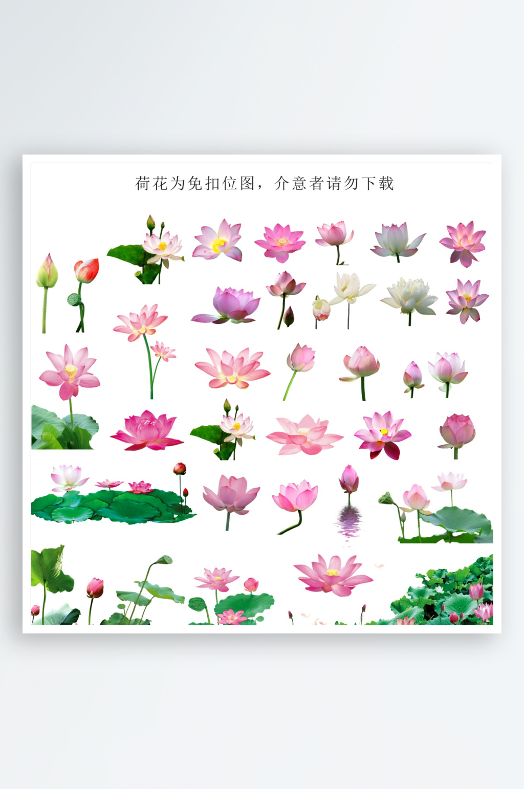 荷花单个PNG图片素材