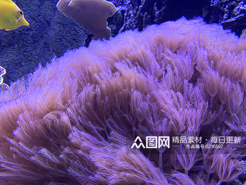 珊瑚高清海洋摄影图片素材