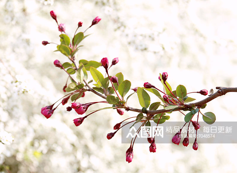 特写海棠花植物风景摄影图素材