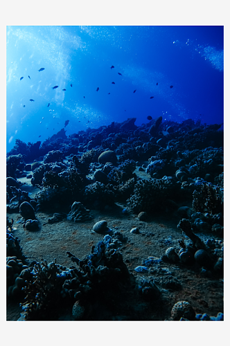 珊瑚高清海洋摄影图片