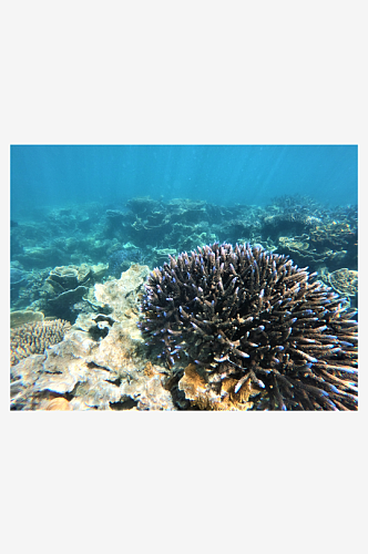 珊瑚高清海洋摄影图片