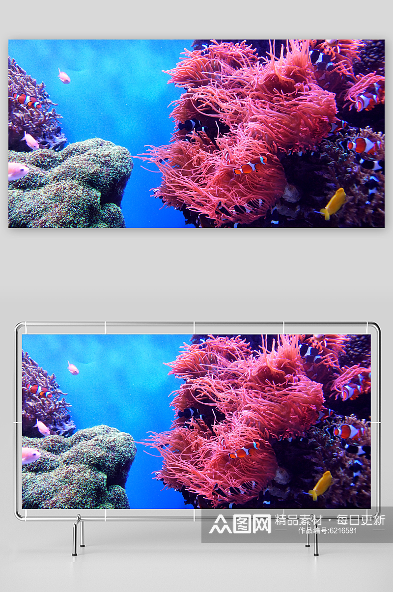 珊瑚高清海洋摄影图片素材