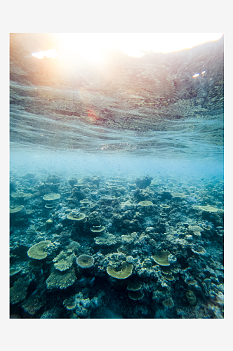 海洋生物珊瑚摄影图片