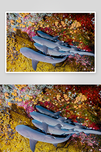 海洋生物珊瑚摄影图片