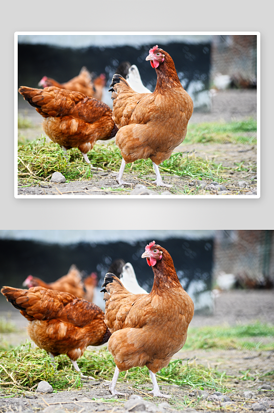 母鸡家禽动物摄影图