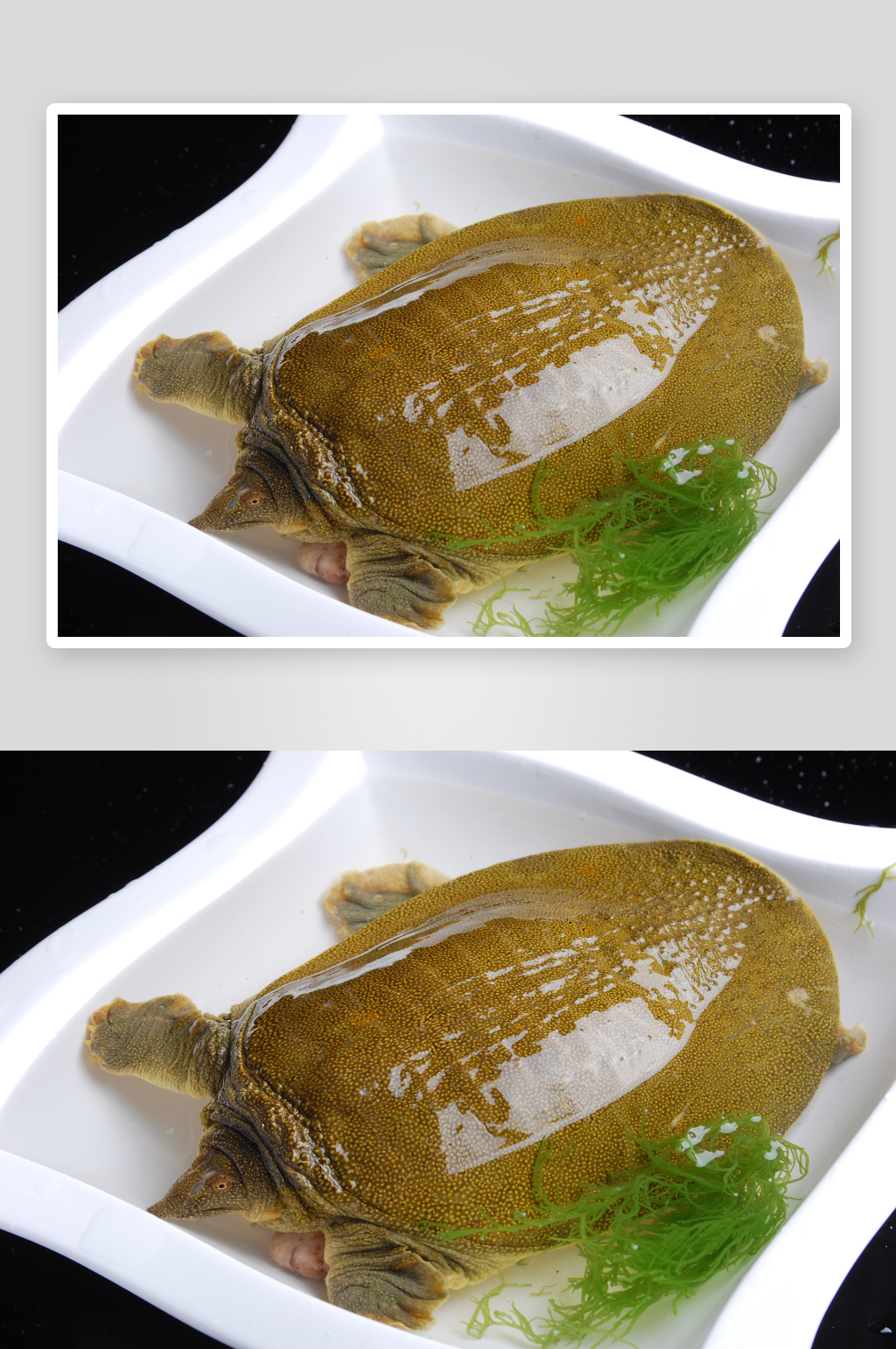 野生土甲鱼摄影图片素材