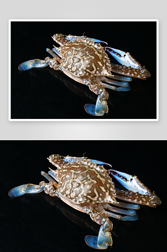 生猛海鲜兰花蟹摄影图片