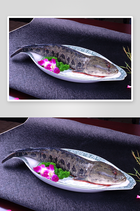 活海鲜乌鱼摄影图片