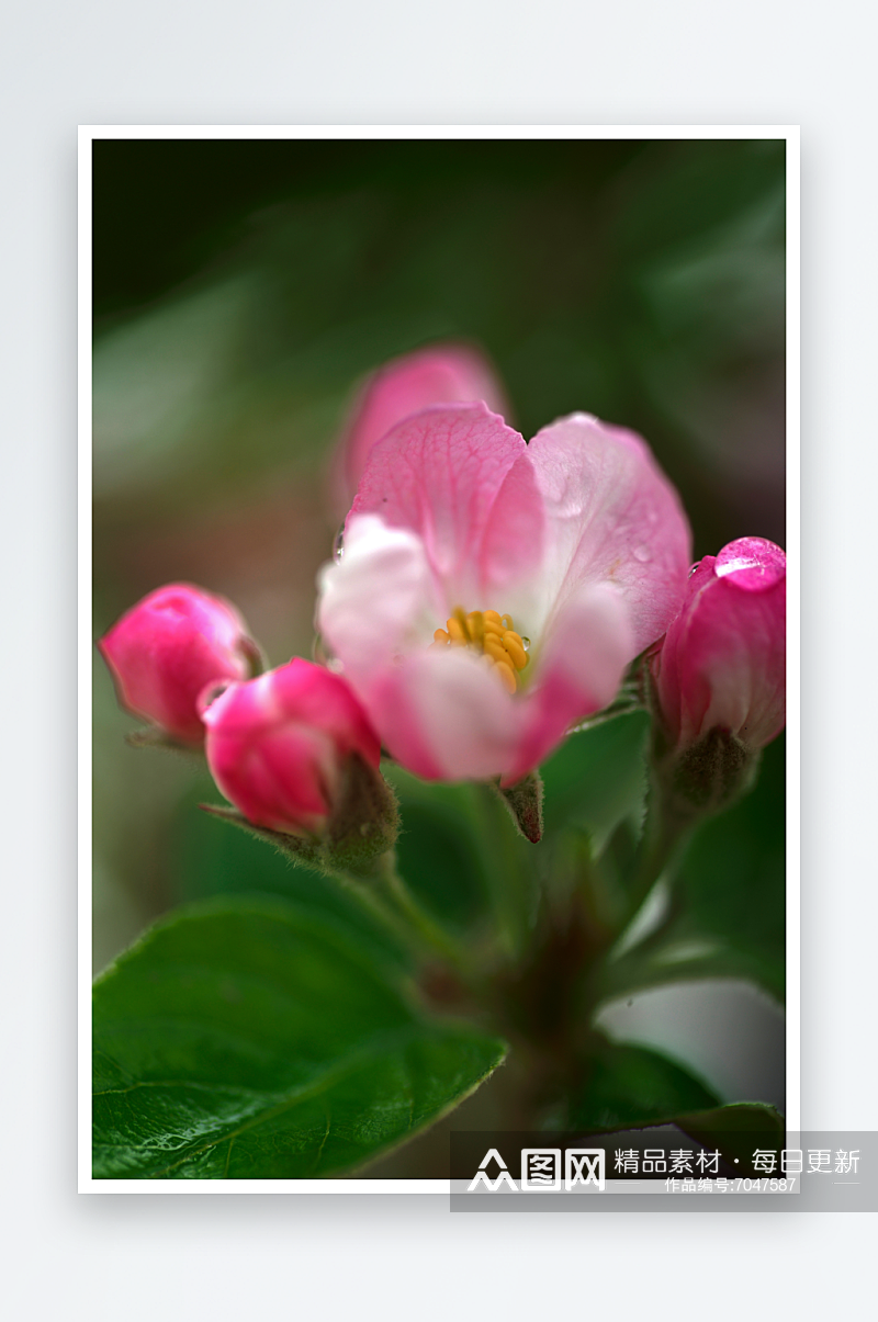 特写海棠花植物风景摄影图素材