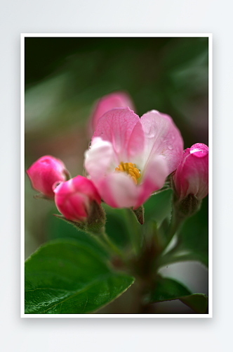 特写海棠花植物风景摄影图