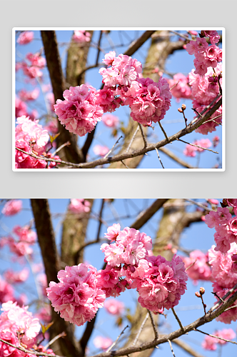 特写海棠花植物风景摄影图