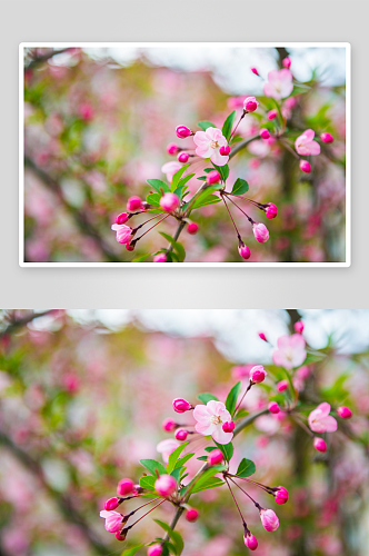 特写海棠花植物风景摄影图