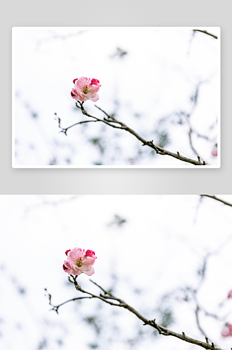 特写海棠花植物风景摄影图