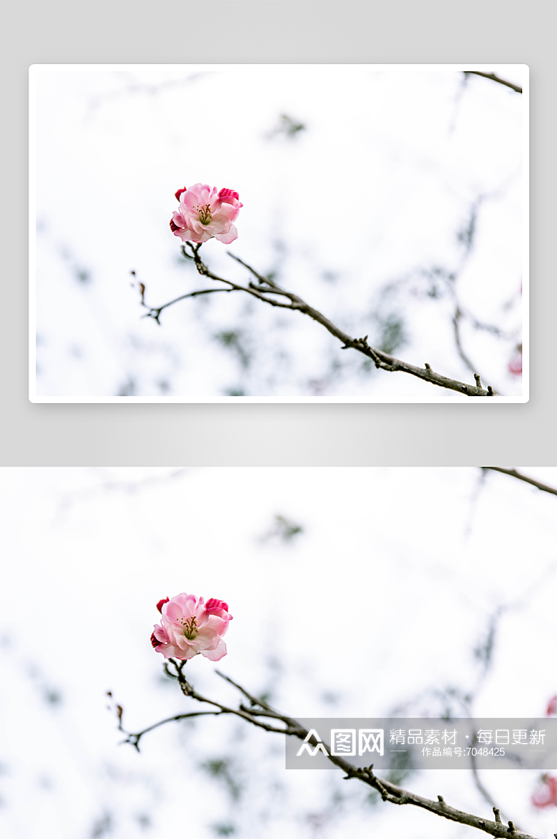 特写海棠花植物风景摄影图素材