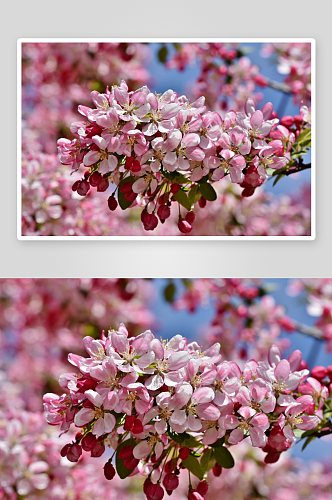 特写海棠花植物风景摄影图