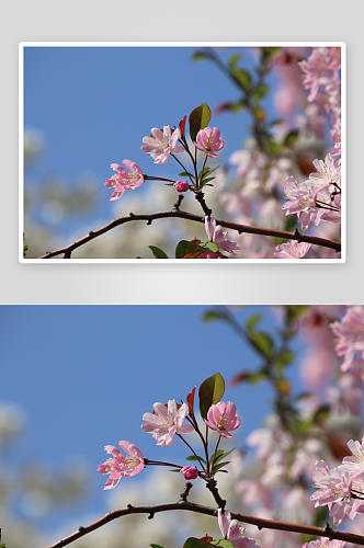 特写海棠花植物风景摄影图