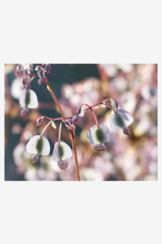 特写海棠花植物风景摄影图