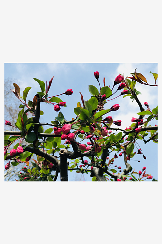 特写海棠花植物风景摄影图