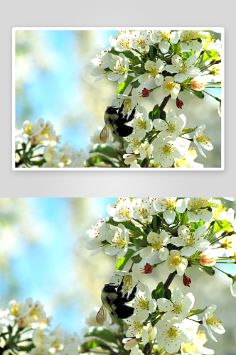 特写海棠花植物风景摄影图