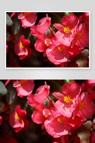 特写海棠花植物风景摄影图