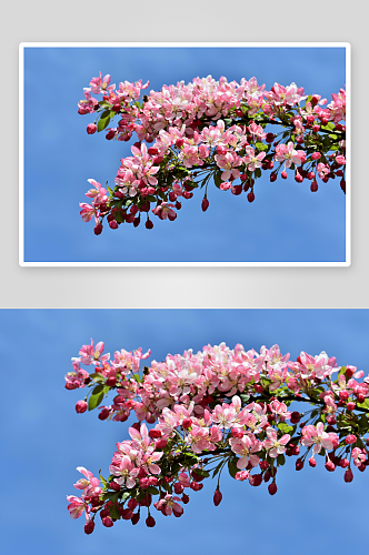 特写海棠花植物风景摄影图