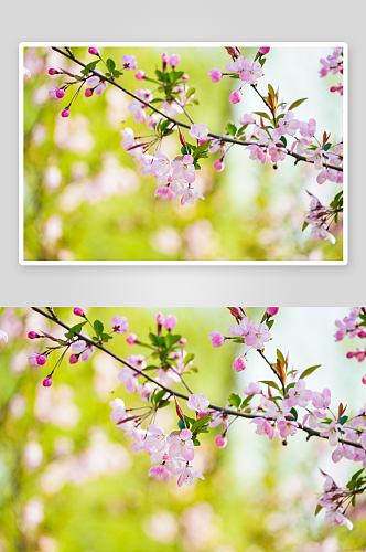 特写海棠花植物风景摄影图