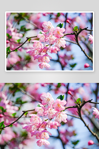 高清海棠花植物风景摄影图