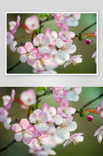 高清海棠花植物风景摄影图