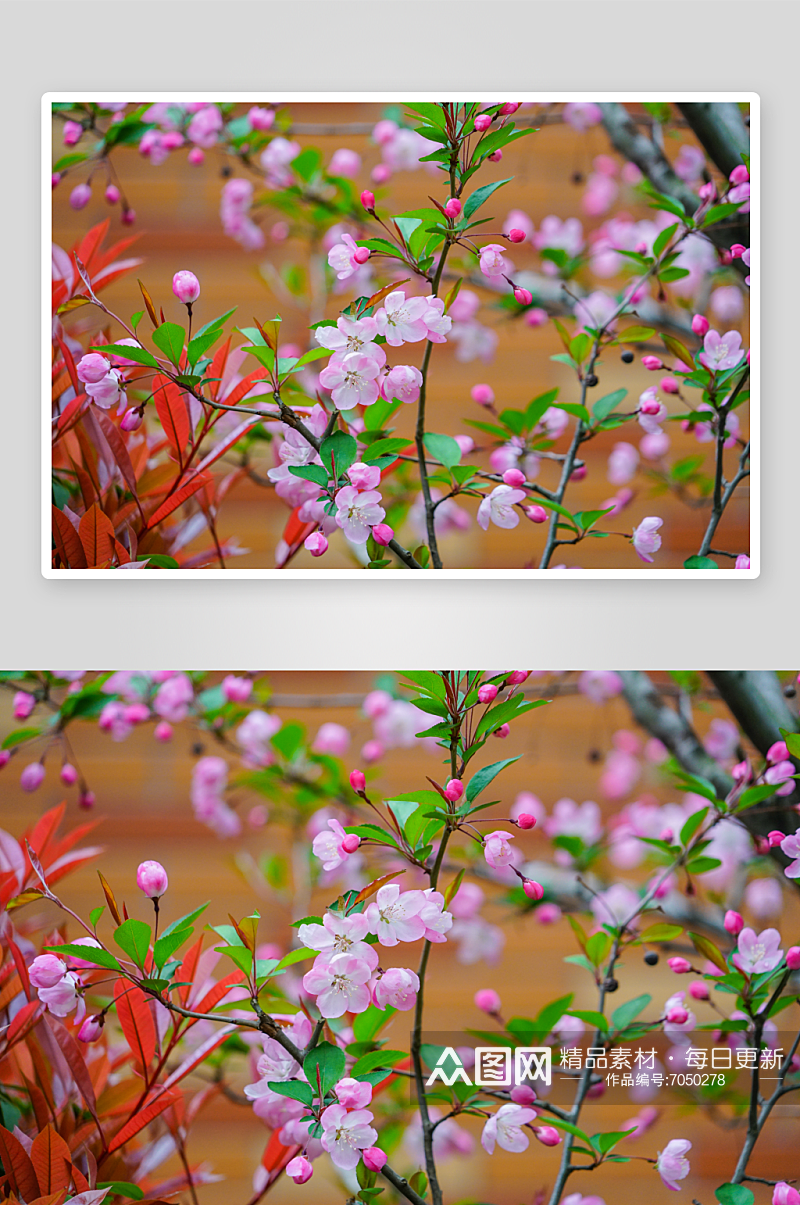 高清海棠花植物风景摄影图素材
