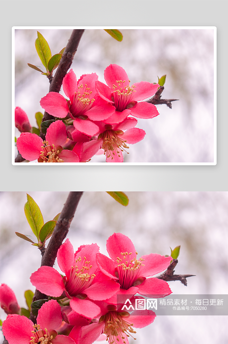 高清海棠花植物风景摄影图素材