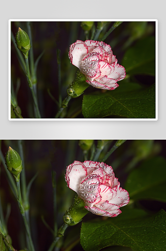 康乃馨鲜花风景花朵摄影图