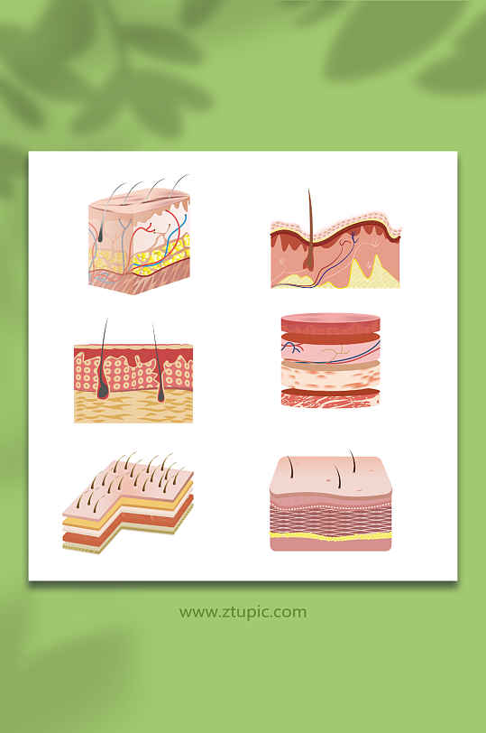 手绘矢量皮肤结构元素插画