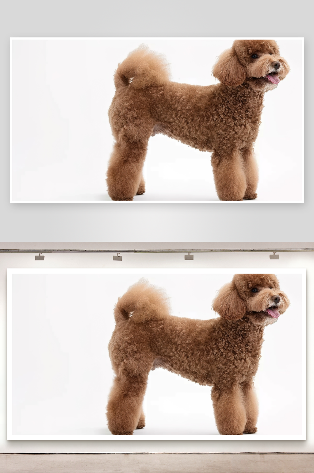 狗柯基可爱欢快牧羊纯种犬泰迪犬科动物表情素材