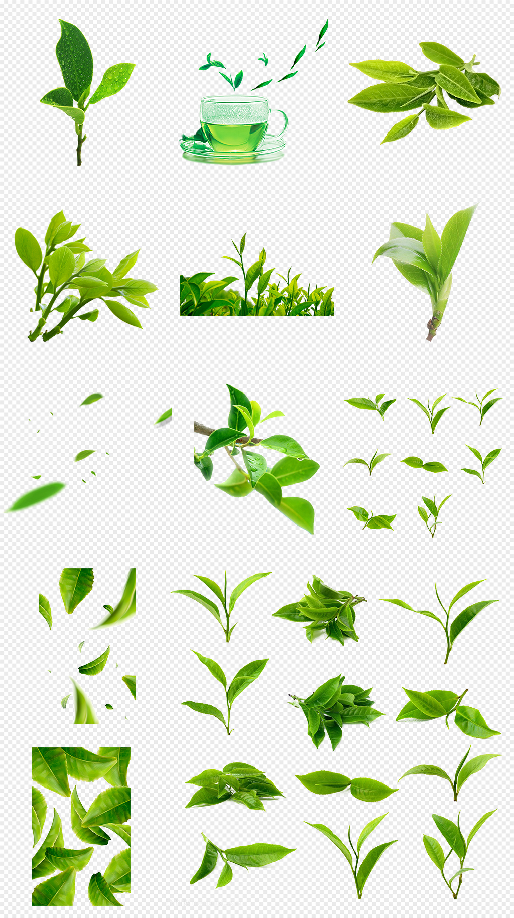 茶芽设计图片