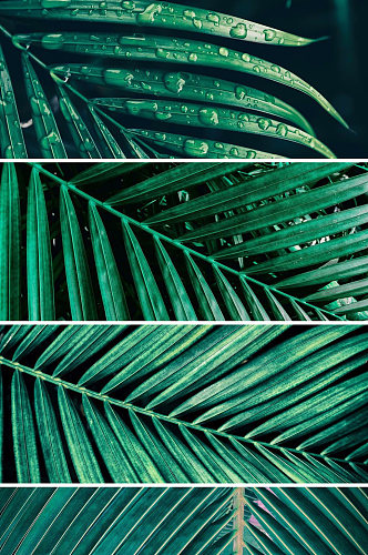 热带绿色植物棕榈叶高清背景