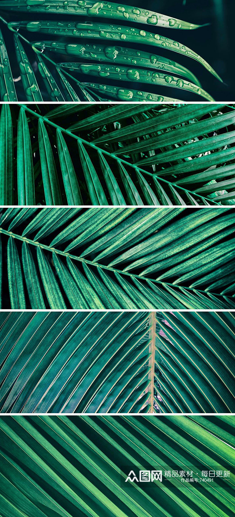 热带绿色植物棕榈叶高清背景素材