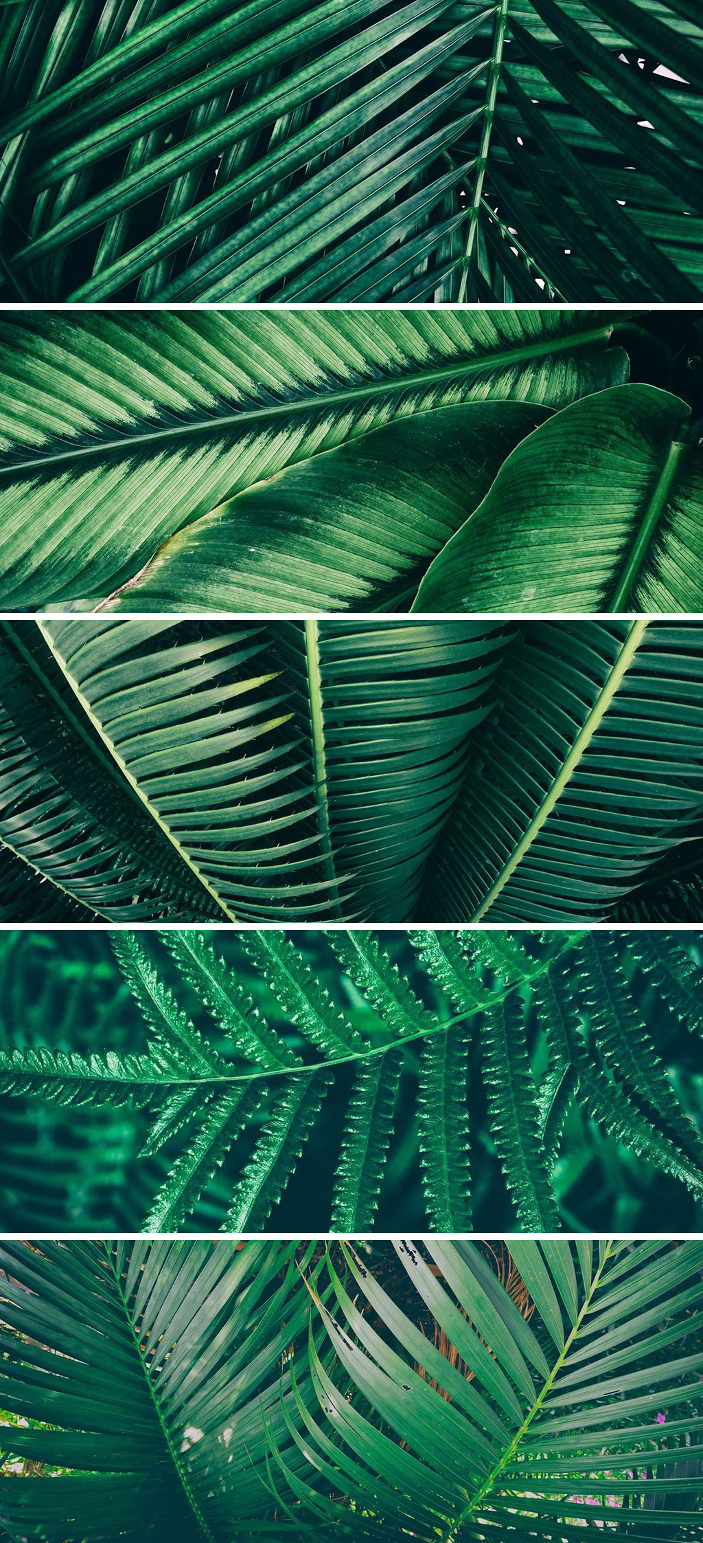 森系棕榈植物高清背景素材