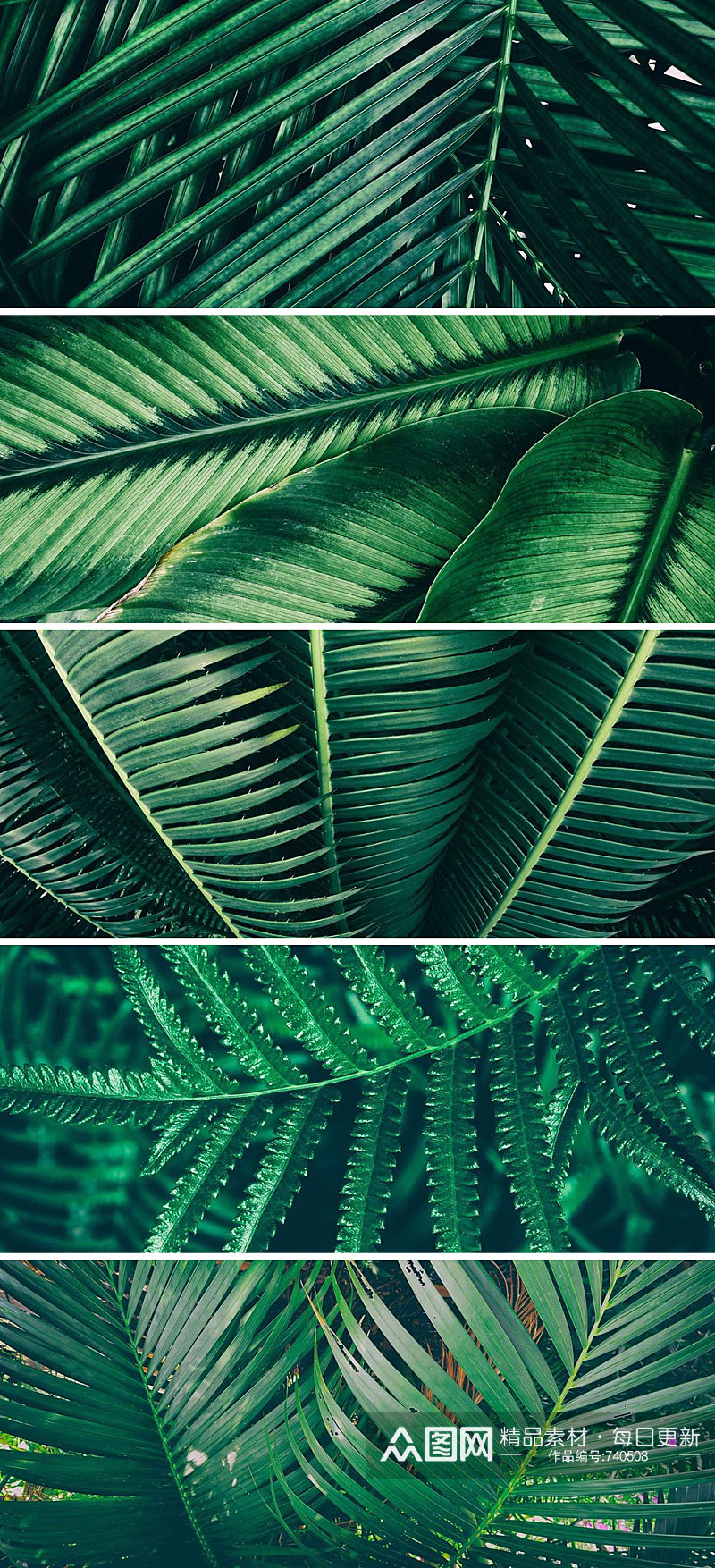 森系棕榈植物高清背景素材