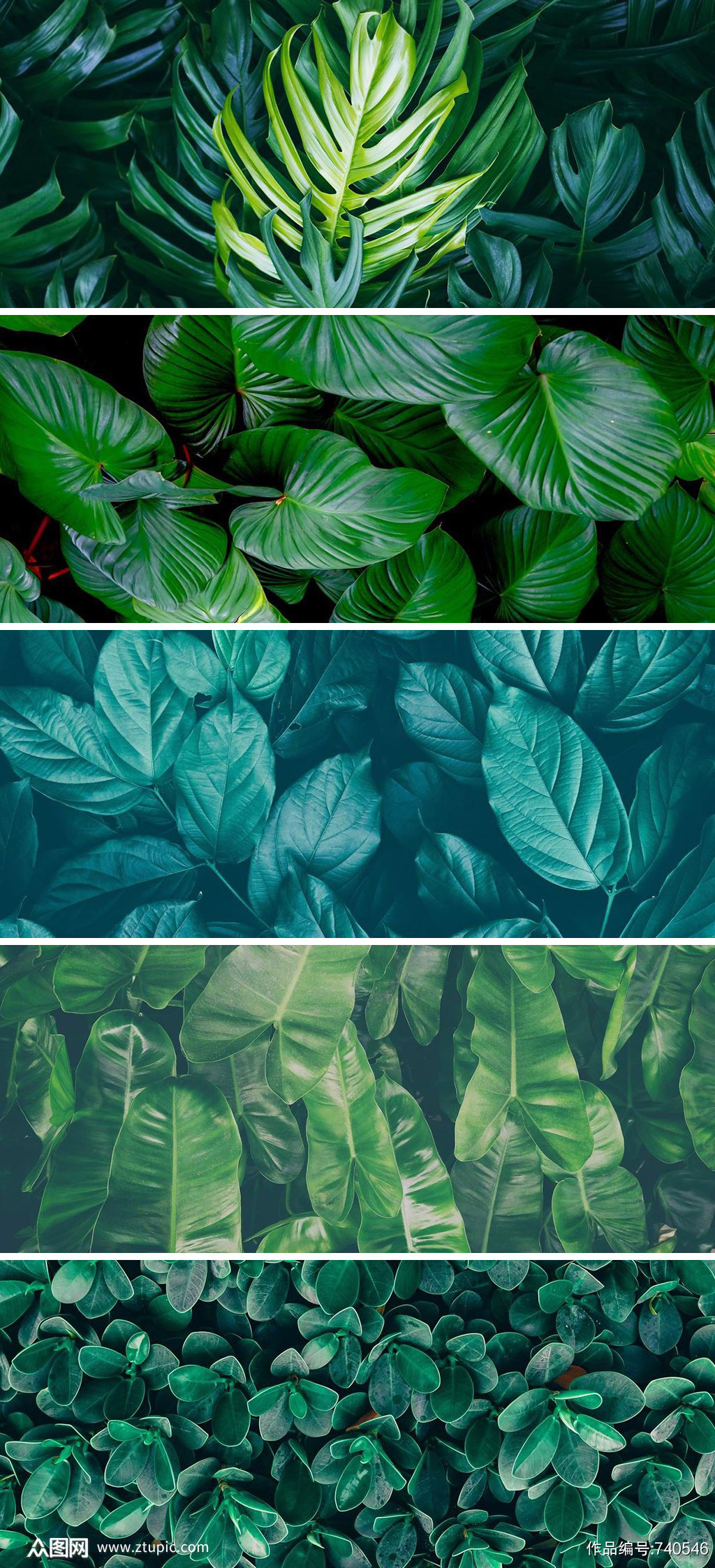 唯美森系绿色叶子植物高清背景图 设计元素素材下载 众图网